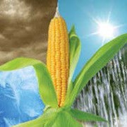 Гибрид кукурузы СИ Топмен ФАО 250