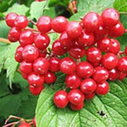 Калина красная Улген (Viburnum opulus 'Ulgen')