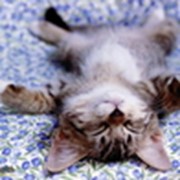 Диагностические исследования ветеринарные, Анализ шерсти животных для выявления заболеваний фото