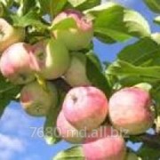 Яблоки из Молдовы фотография