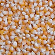 Зерно - кукуруза