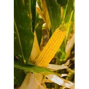 Семена кукурузы Мас 36.А (MAS 36.A) (Украина) фото