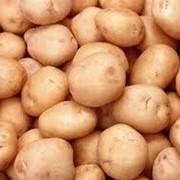 Семенной картофель в Житомире (оптом) фото