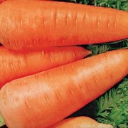Семена моркови “Шантана Ред“ фото