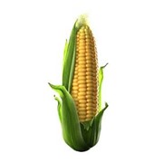 Cемена кукурузы оржица 237 мв