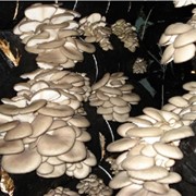 Мицелий (грибница) Штамм вешенки IBK - 457. Продажа грибниц вешенок, мицелия грибов вешенки, грибных штаммов