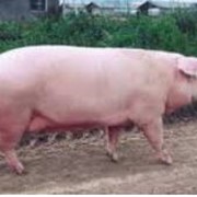 Свиньи породы Ландрас, Йоркшир, Оптимус фотография