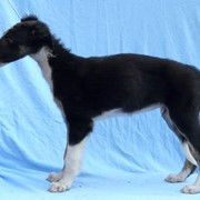 Борзые щенки фото