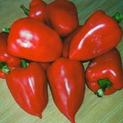 Семена перца, Солнечный `красный` фото