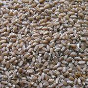 пшеница продовольственная и фуражная