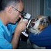 Диагностические исследования ветеринарные: кардиология, неврология, стоматология, фото