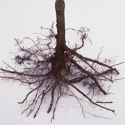 Сушеный корень малины фото