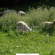 Продам овец в Украине фотография