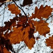 Дуб черещатый Quercus robur Facrist C2 фотография