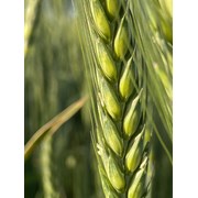 Семена озимой пшеницы донской селекции ЭС/РС1/РС2 фото