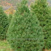 Сосна веймутова Pinus strobus Radiata 20-30cm,Ko 2,0 l фото