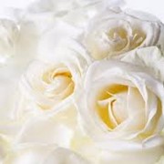Розы белые фотография
