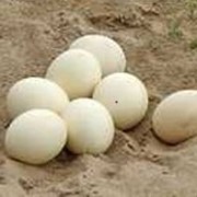 Гусиные инкубационные яйца в Башкирии. Сезон 2021. В наличии. фото