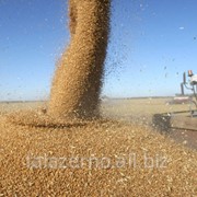 Пшеница продовольственная от производителя от 500тн. Гарантия. Документы фото