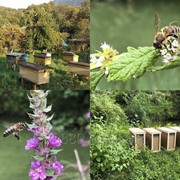 Пчеломатки 2019 серой горной породы двух видов фото