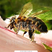 Подмор пчелиный фото