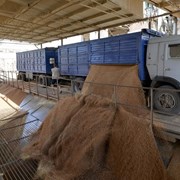 Пшеница 5 кл FOB Новороссийск фото