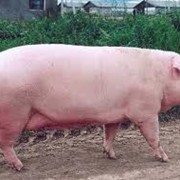 Свиньи мясных пород, Украина