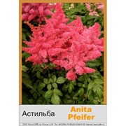 Астильба Арендса Anita Pfeifer фото