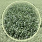 СЗР для обработки всходов озимой пшеницы
