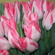 Тюльпаны многоцветные. Каталог тюльпанов, сорта тюльпанов. ПРОДАЖА Тюльпанов по ОПТОВЫМ ЦЕНАМ