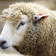 Овцы породы Меринос, Прекос, Горнокарпатская фото