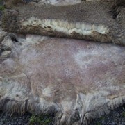 Шкуры браньи фото