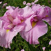 Ирис японский Момогасуми (Iris ensata Momogasumi) 7л горшок