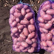 Картофель семенной вид Ароза 2рс фото