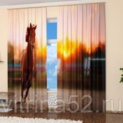 Фотошторы “Бегущий конь“ фото