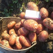 Картофель урожай 2016 Ред скарлет 26