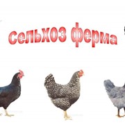 Яйца, перепелиные яйца, яйцо куриное в Одессе фото
