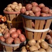 Картофель сортовой, картофель Сантэ, Славянка, крупный и мелки опт фото
