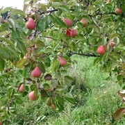 Груша “Нарядная Ефимова“ фото