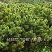 Сосна горная Pinus mugo Carsten Привитый в Р9 фотография