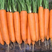 Продам семена моркови Элегаяннс (1,4-1,6) 100000 шт/упак фото
