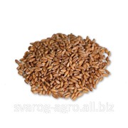 Пшеница “Спельта“ очищенная фото
