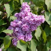 Сирень Syringa Vulgaris 50-80