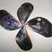 Перламутровый порошок черноморских мидий.1 кг фото