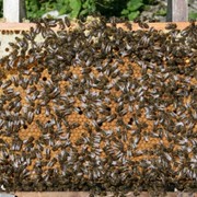 Реализуем пчелосемьи высокопродуктивных помесных линий серой лесной и кавказской пород фото