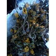 Висушений цвіт топінамбура фото