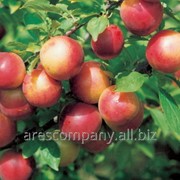 Нектарин домашний Скиф средний Prunus persica высота 60-80см фотография