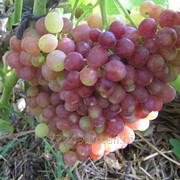 Саженцы винограда Сорт раннего срока созревания кишмиш Велес