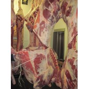 Мясо-говядина охлажденное в четвертинах с вырезкой (молодняк-бычки) фото