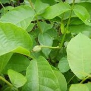 Липа Tilia americana Columnare C78-132f фотография